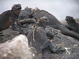 Galapagos 2-1-05 North Seymour Marine Iguanas Marine iguanas lazed around on North Seymour, soaking up the sun to warm up after they cooled down at night, and before they would dive into the water to feed.